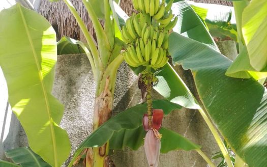 PUERTO MORELOS PETIT HOTEL – BUSINESS OPPORTUNITY